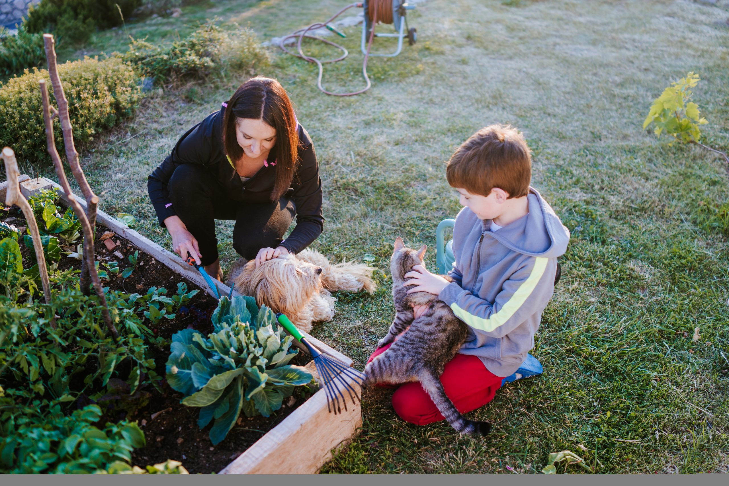Pet foods Pet foods